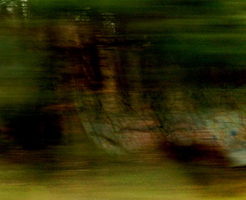 trees moving
