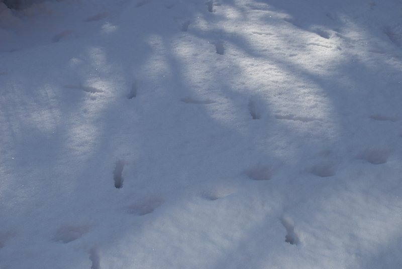 DSC_0303.jpgsnow