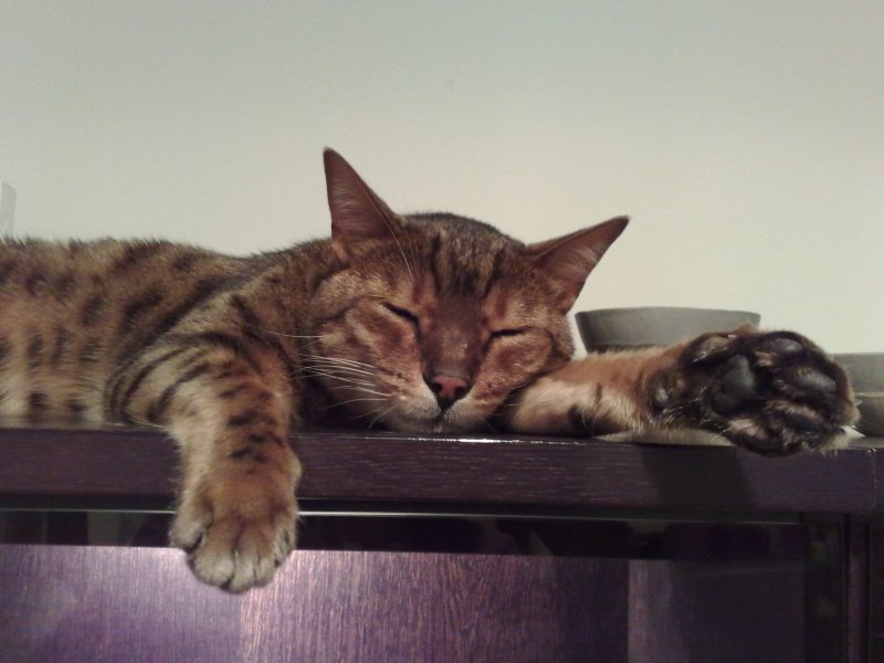 jasper-make yourself at home!