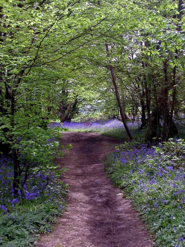 walking Jake in bluebell woods this morning.