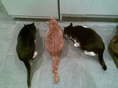 three cats(Tom Sam and Ziggy)