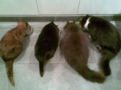 four cats(Yasmin, Cleo, Marley and Teddy)