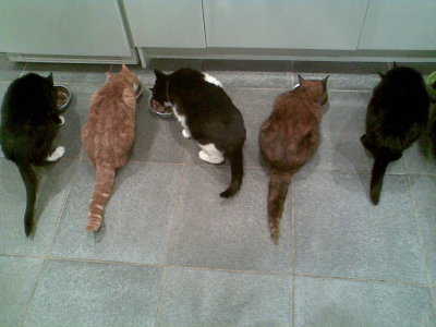 five cats(Tom, Sam, Ziggy, Yasmin and Cleo)