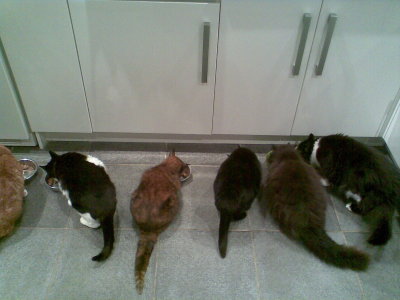 six cats(Sam, Ziggy, Yasmin, Cleo, Marley and Teddy)
