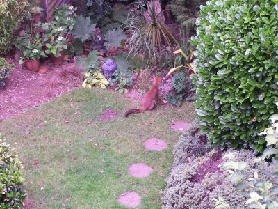 foxes in the garden