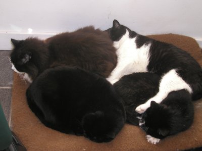 cosy cats