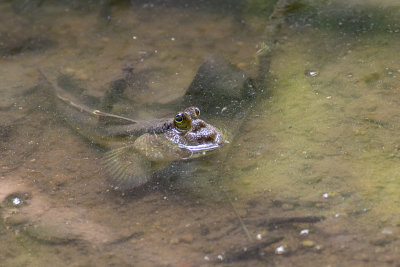 OxudercinaeMudskippers