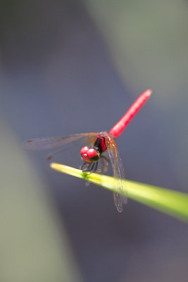 Nannophya pygmaea Scarlet Dwarf