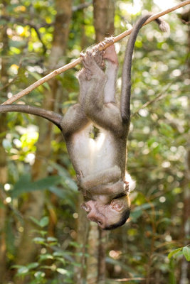 Macaca fascicularis Crab-eating Macaque