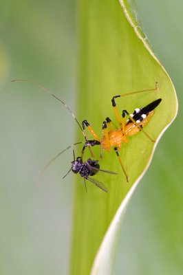 Unidentified Reduviidae