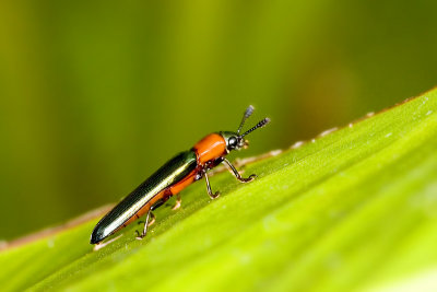 Unidentified Firefly (?)