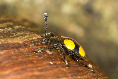 Beetle (Lycoperdininae)