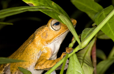 Polypedates otilophus Borneo Eared Frog 