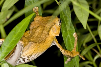 Polypedates otilophus Borneo Eared Frog