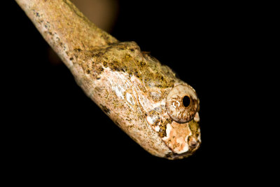 Aplopeltura boa Blunthead slug snake