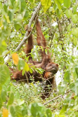 orangutan2.jpg