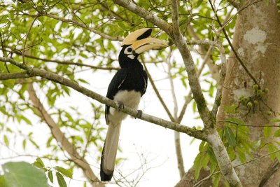 piedhornbill2.jpg