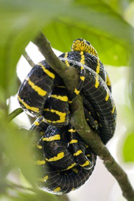 Boiga dendrophilaGold-ringed Cat Snake