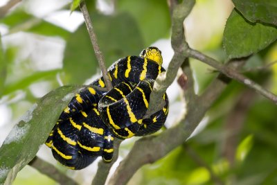 Boiga dendrophilaGold-ringed Cat Snake