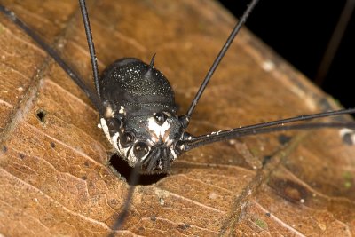 harvestman2.jpg