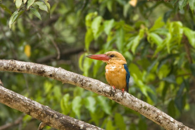 kingfisherstork.jpg