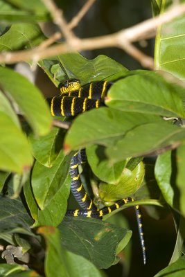 mangrove_cat_snake.jpg