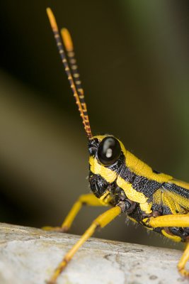 orthoptera.jpg