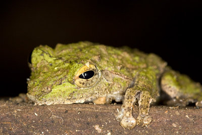 Rhacophorus appendiculatusFrilled Treefrog
