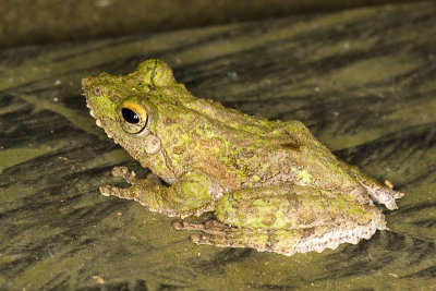 Rhacophorus appendiculatusFrilled Treefrog
