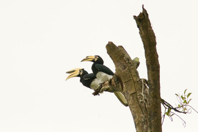 hornbills.jpg