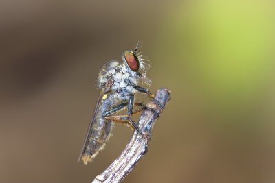 robberfly.jpg