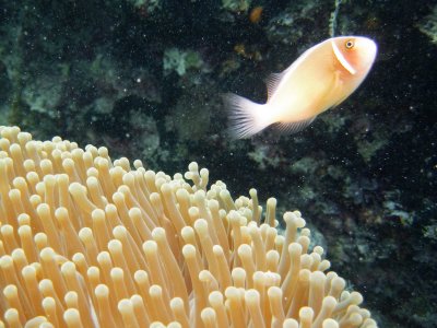 anemofish.jpg