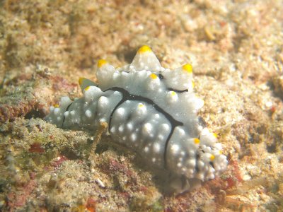 nudibump.jpg