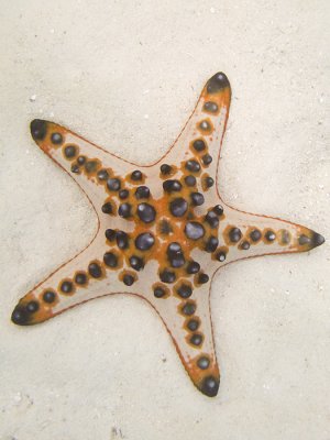 starfish2.jpg