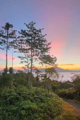 Sunrise Trees