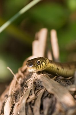 Natrix natrixGrass snake