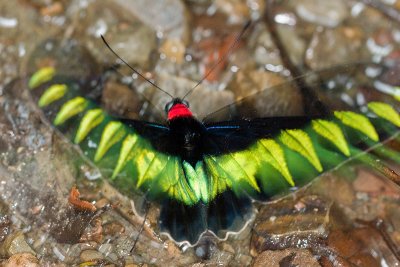 Rajah Brooke Birdwing Trogonoptera brookiana