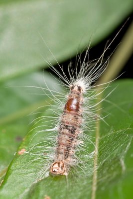 Caterpillar skin