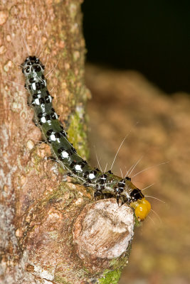 Unidentified Caterpillar