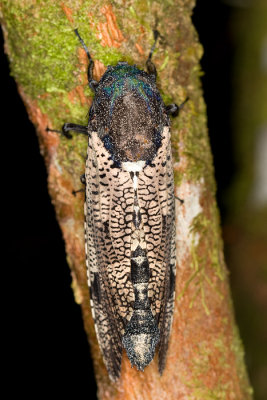 Unidentified Cicada
