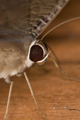 Unidentified Butterfly