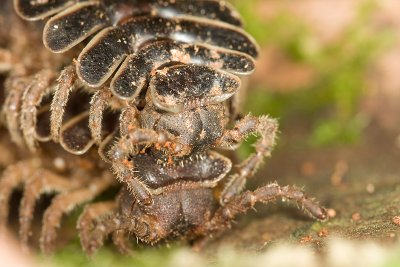 MillipedePolydesmidae sp.