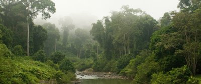 Misty River