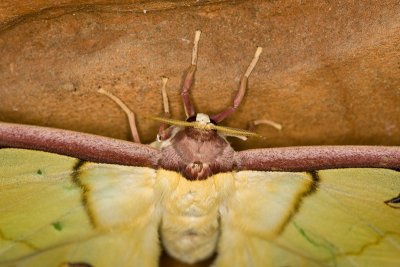 Malaysian Luna  MothActias maenas[Female]