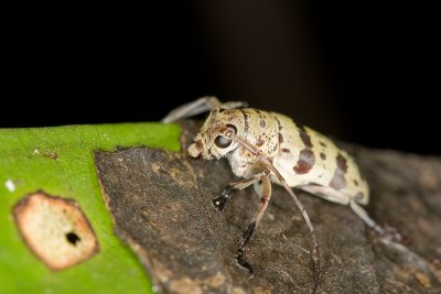 Unidentified Longhorn beetle