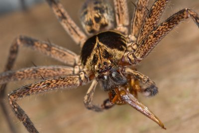 Unidentified Spider