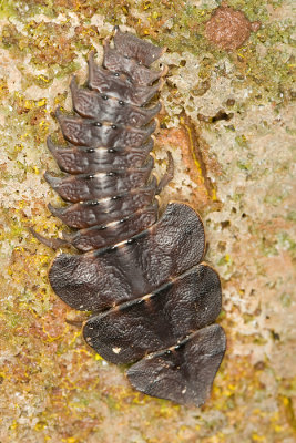 Trilobite BeetleDuliticola sp.
