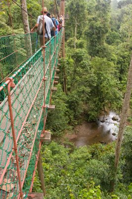 Canopy Walkway View