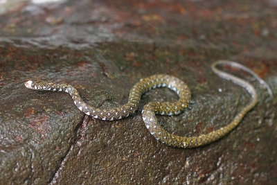 White-fronted Water SnakeAmphiesma flavifrons