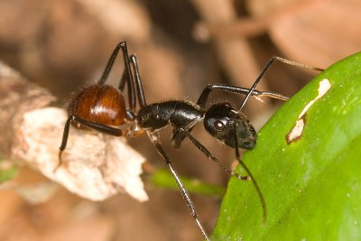 Camponotus gigas